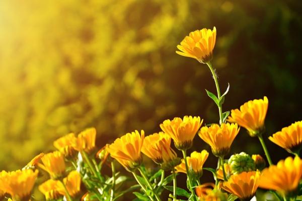 flowers in the sun